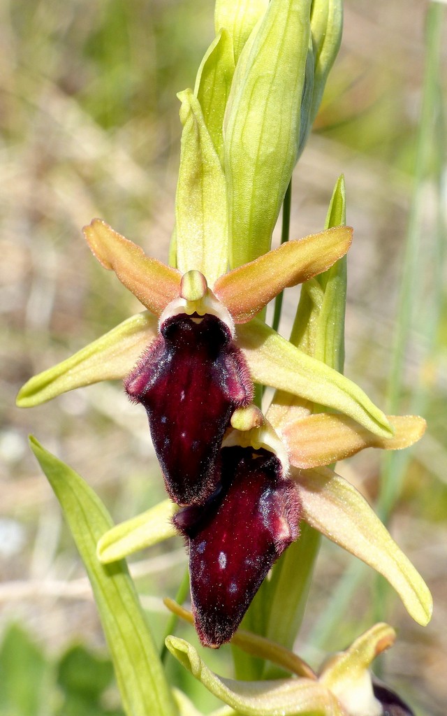 Ophrys promontorii : Abruzzo e Lazio 2019